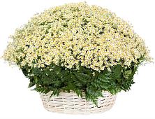 Цветочная композиция из Ромашки в корзине #REPLACE_PRED# Березник